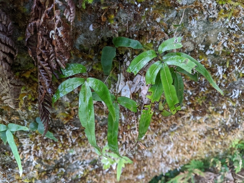 Pteris deltodon iNat (1)