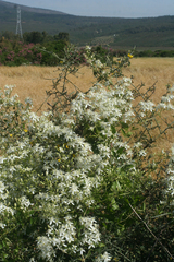 Clematis flammula image