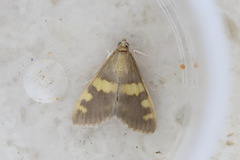 Rehimena surusalis