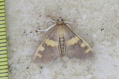 Rehimena surusalis
