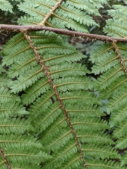 Alsophila loheri