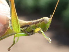 Bermius