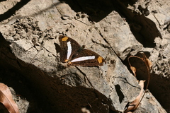 Adelpha basiloides