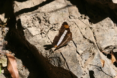 Adelpha basiloides