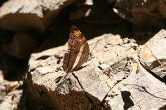Adelpha basiloides