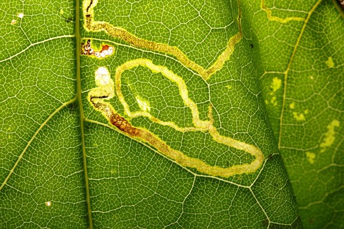 Scarce Maple Pigmy