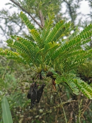 Vachellia robusta