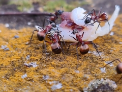 Polyrhachis bihamata