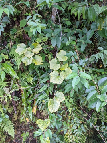 Sinomenium acutum iNat (2)
