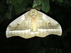 Gonimbrasia zambesina