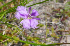 Thysanotus virgatus