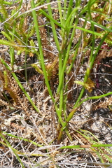 Thysanotus virgatus