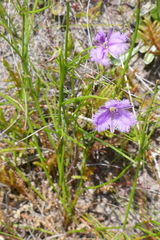 Thysanotus virgatus
