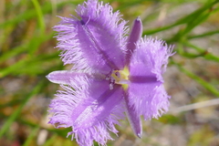 Thysanotus virgatus