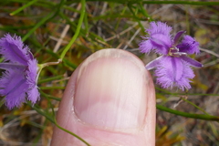 Thysanotus virgatus