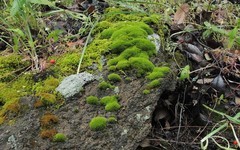 Grimmia trichophylla