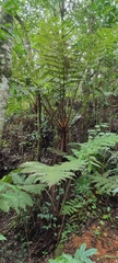 Alsophila spinulosa