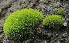 Grimmia trichophylla