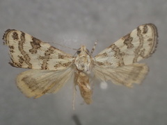 Aporocosmus lamprodeta