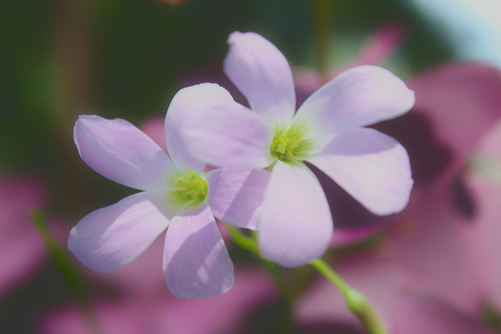 Oxalis triangularis