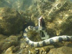 Hydrophis major