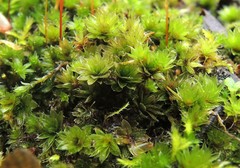 Bryum canariense