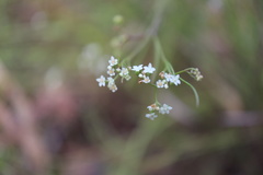Platysace heterophylla