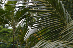 Ardea alba