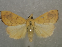 Hyalobathra brevialis