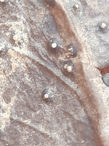 Phacidium lauri