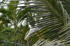 Ardea alba