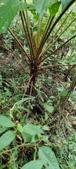 Alsophila spinulosa