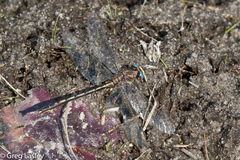 Phanogomphus diminutus