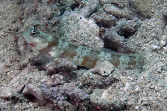 Amblyeleotris periophthalmus