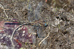 Phanogomphus diminutus