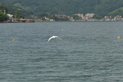 Ardea alba