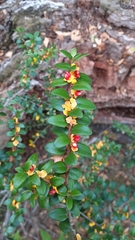 Maytenus chubutensis