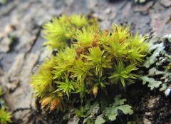 Orthotrichum cucullatum