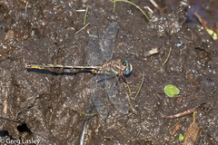 Phanogomphus diminutus