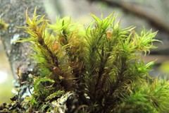Orthotrichum papillosum