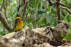 Ploceus ocularis suahelicus