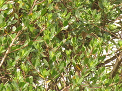 Baccharis macrantha