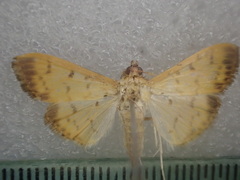Patania balteata