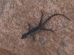 Pristurus celerrimus