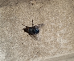 Calliphora