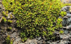 Tortula atrovirens