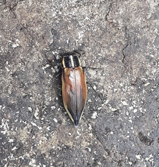 Epistomentis pictus