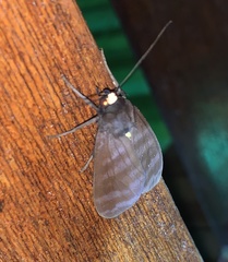 Pachydota