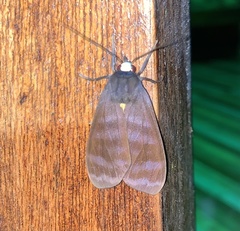 Pachydota