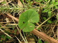 Hydrocotyle bonplandii